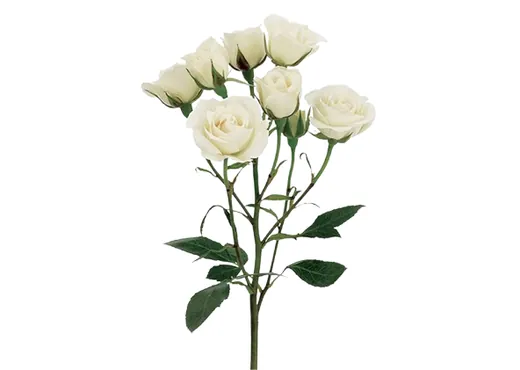 White Spray